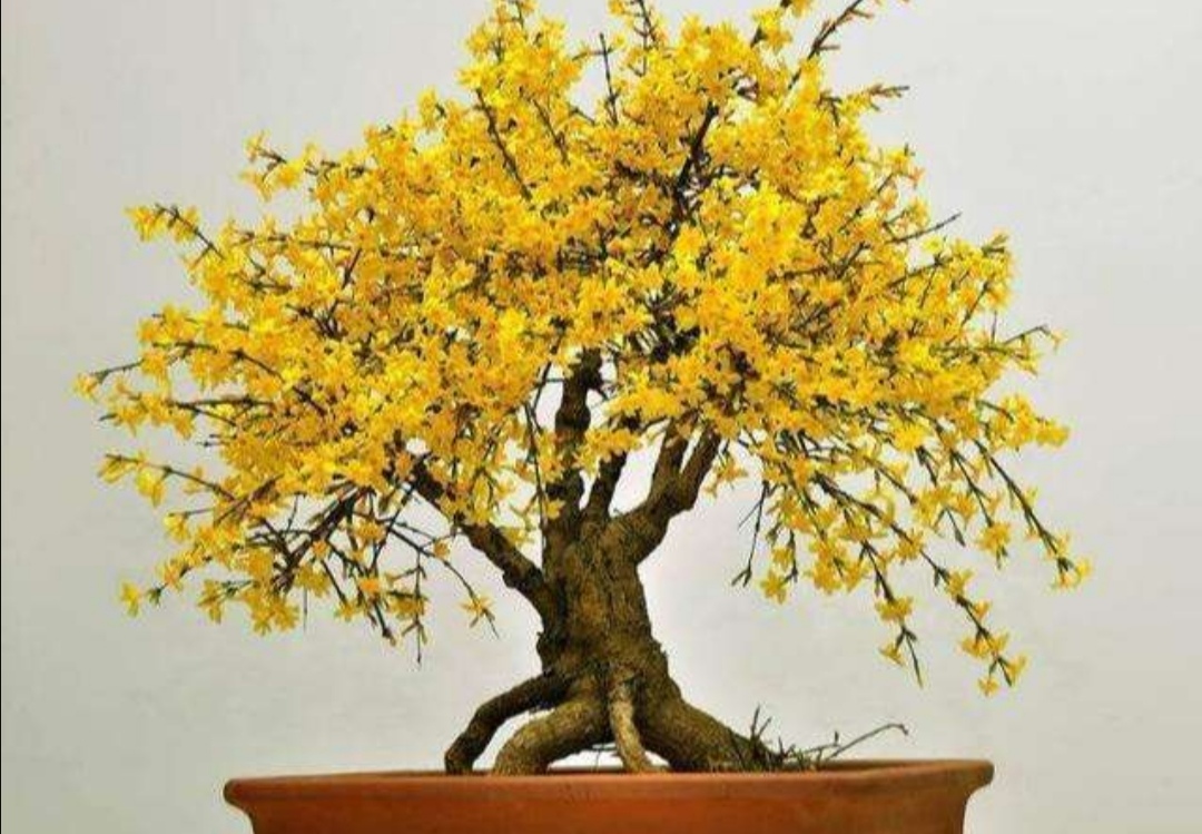 冬天养腊梅的方法,迎春花开春意来