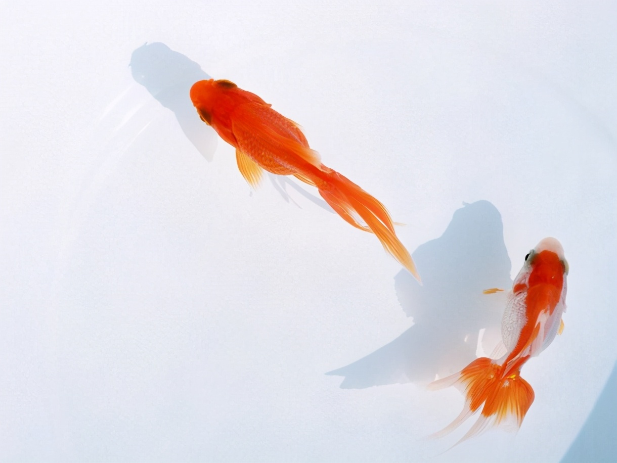 有寓意的女宝宝名字大全超有诗意,适合取三个字名字的四书五经