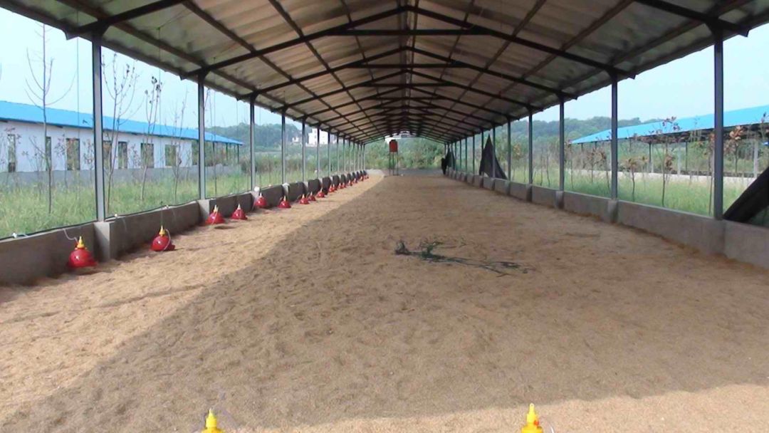 全国蛋鸭品种存栏,2024年蛋鸭存栏