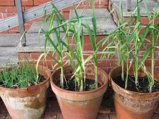 已经长出小芽的大蒜怎么办,长了芽的蒜怎么处理