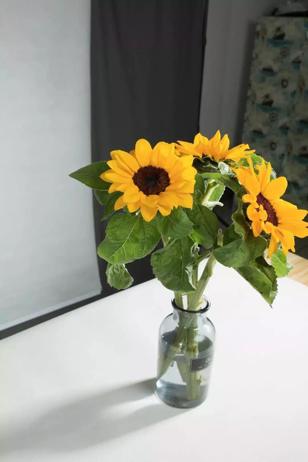 向日葵怎么搭配花材,花材向日葵价格