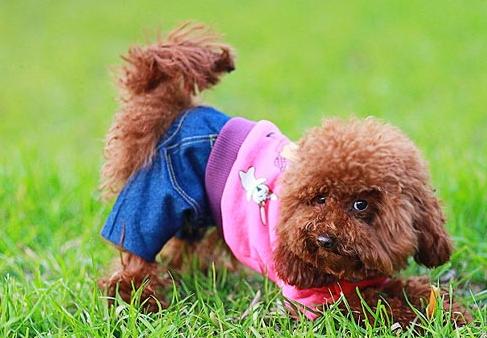 泰迪舔主人身体代表什么,泰迪犬舔毛怎么回事