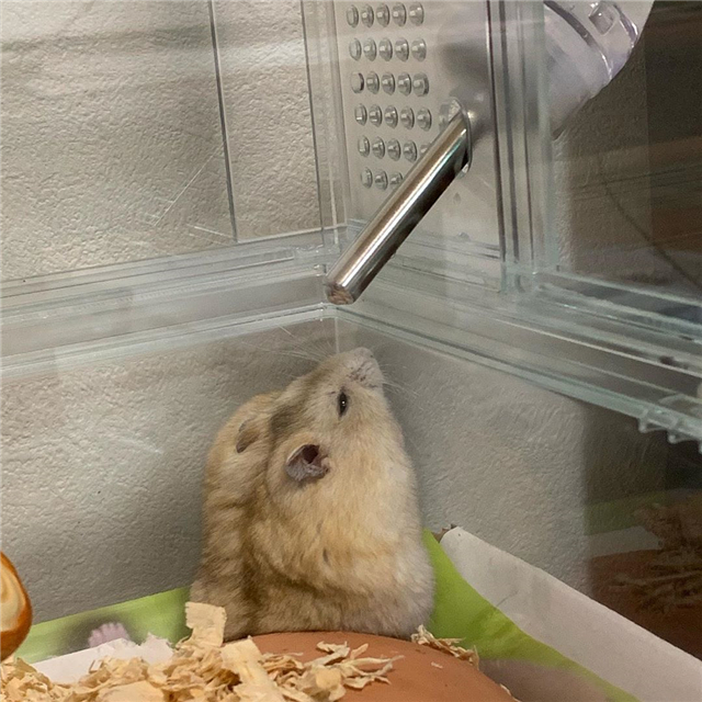 仓鼠为什么会突然衰老,仓鼠老的时候身体有什么明显特征