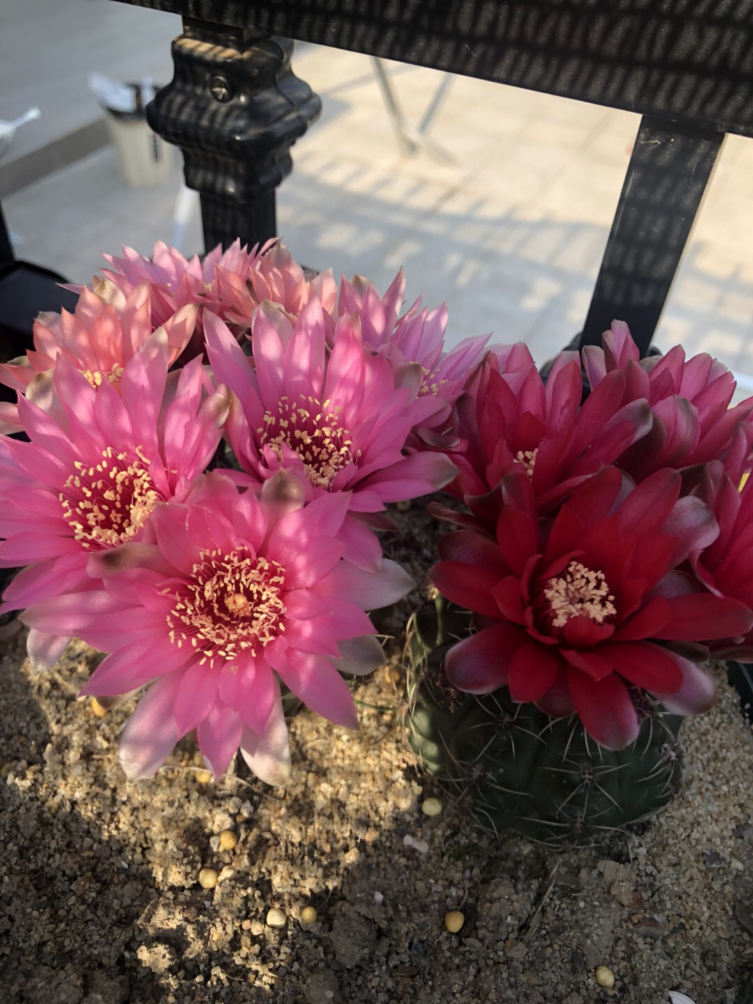 仙人球开花后保持时间长的方法,如何让仙人球开花更多一点