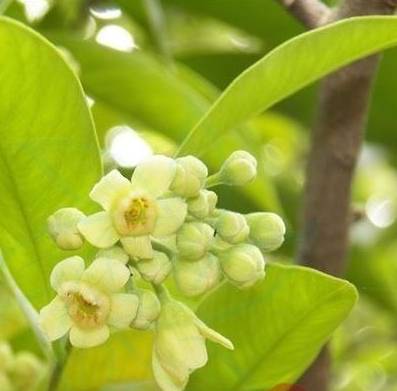 沉香课堂丨午阳带大家认识沉香树