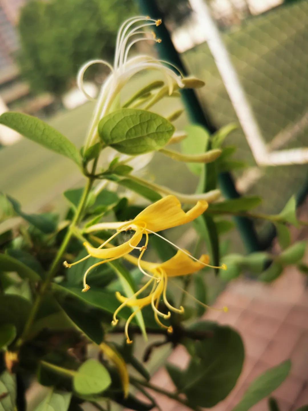 郑州郑上路小学,郑州市中原区郑上路小学