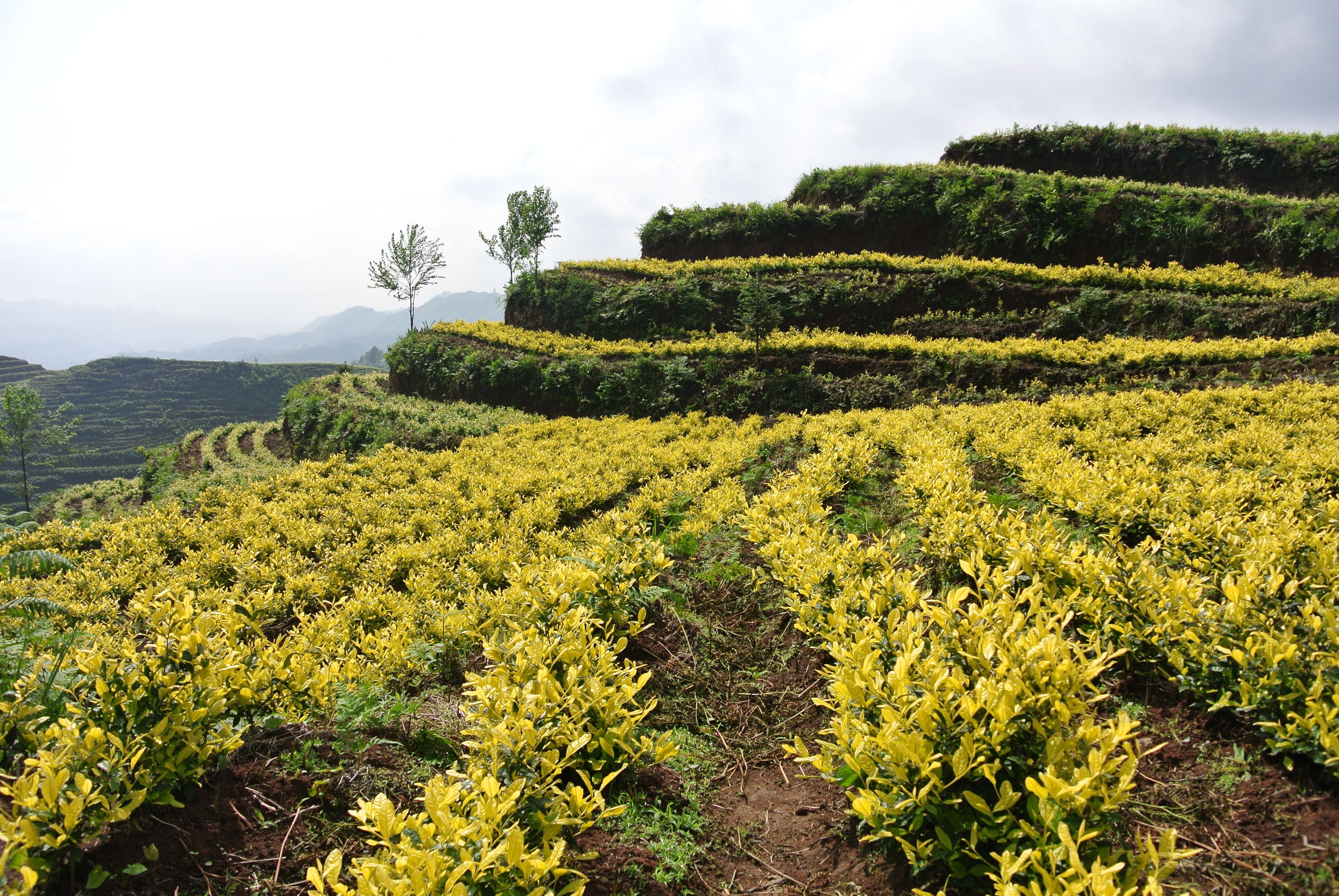 六盘水市五举措推进茶叶“万元田”建设