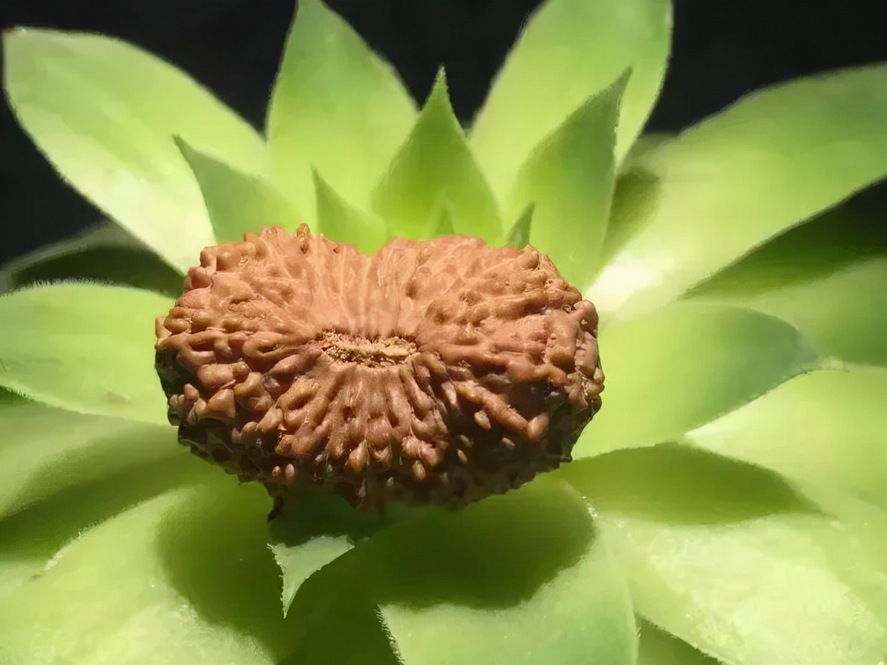 什么是金刚菩提鹰爪纹路,小金刚菩提子纹路图解大全