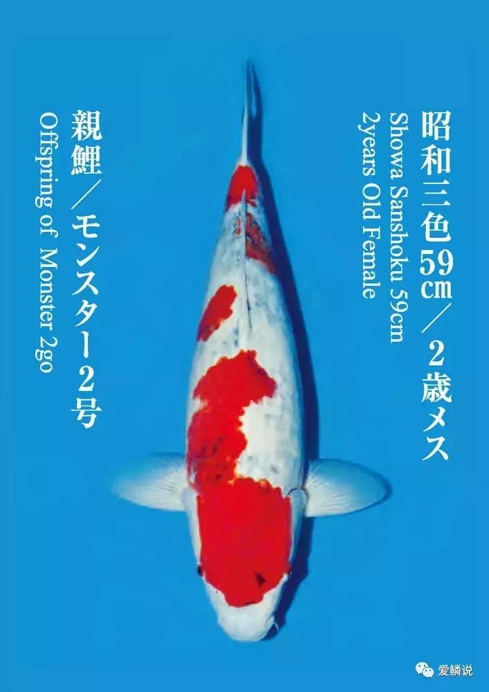 鲤界“老司机”的干货分享，少走弯路