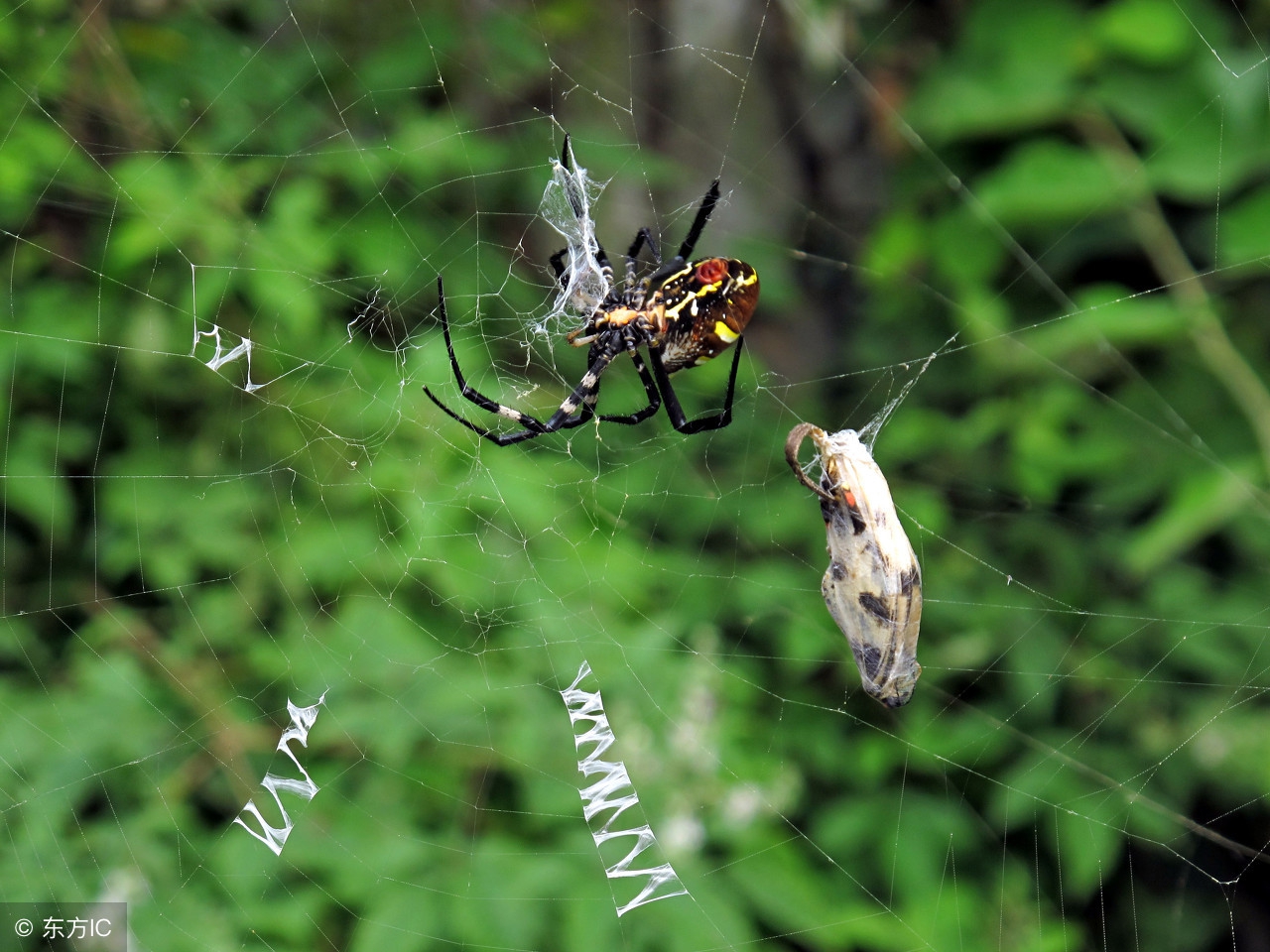 如何防治果树虫害,果树虫害识别与防治
