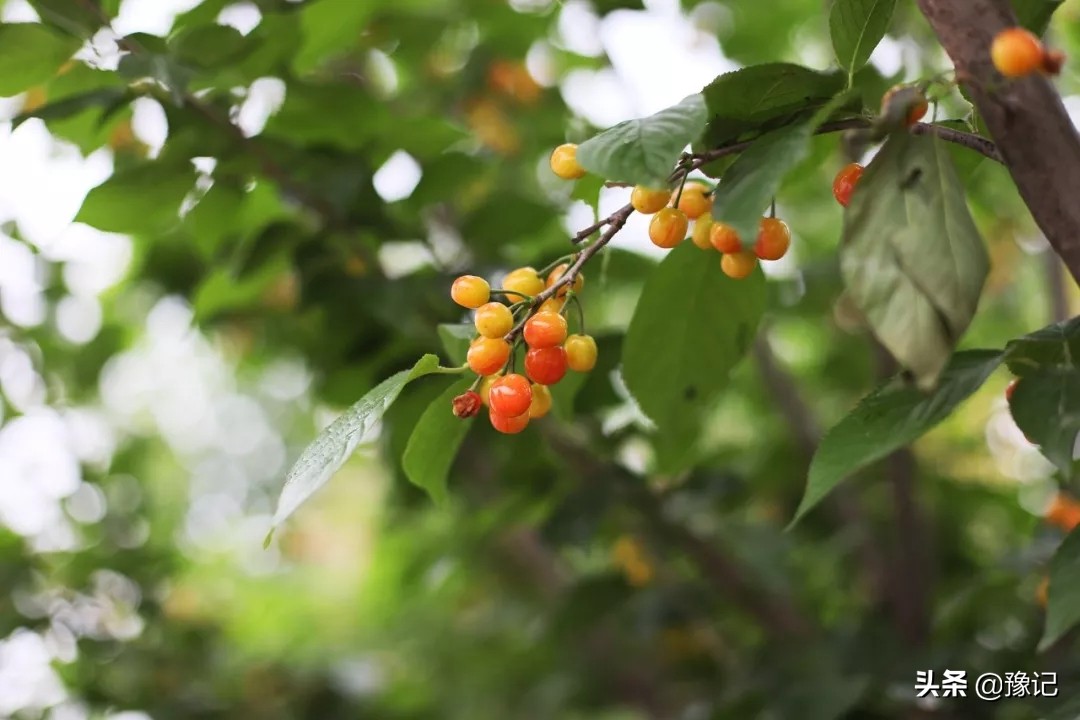 90后姑娘从城市回四川农村,90后姑娘从城市回到四川农村