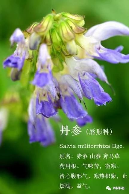 一味丹参抵四物哪些人适合吃,一味丹参胜四物怎么讲