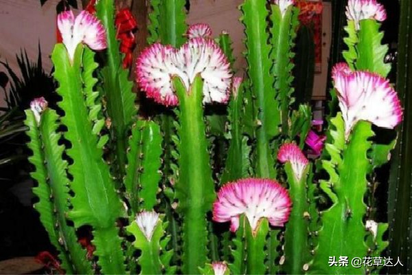 龙骨花生虫了怎么办,龙骨花长黑斑怎么治