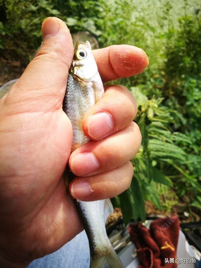 忙里偷闲的出来钓个鱼,忙里偷闲钓鱼