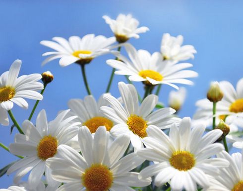 不同功效的精华使用顺序,精华油不知道怎么选