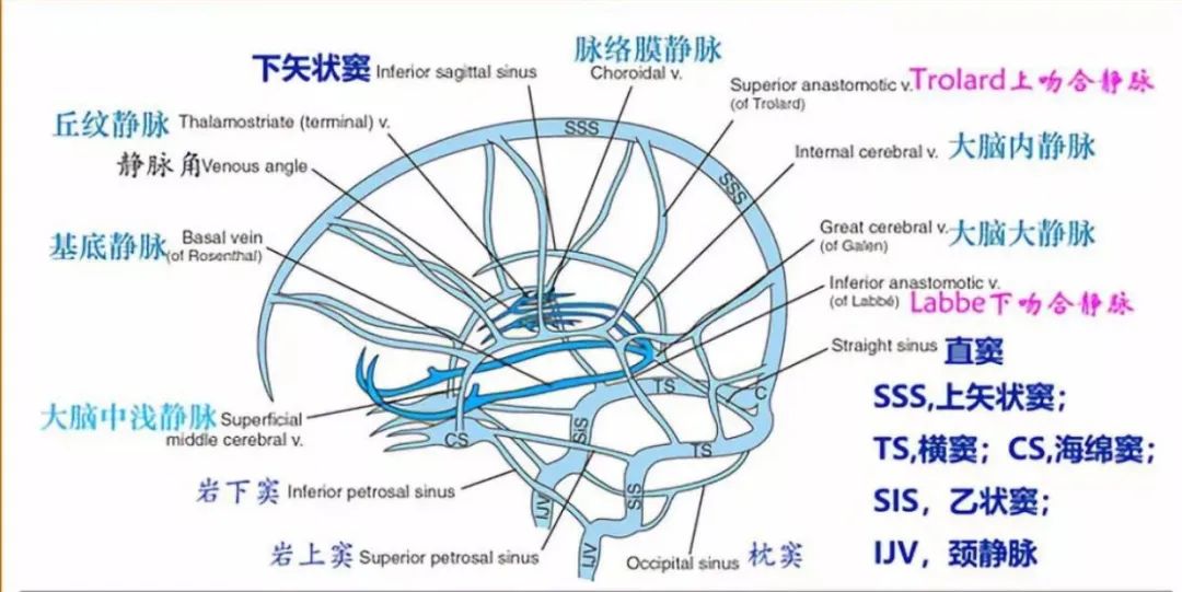 学习|颅脑静脉解剖及引流