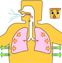 呼吸法中的腹式呼吸,瑜伽胸式呼吸吐纳训练视频