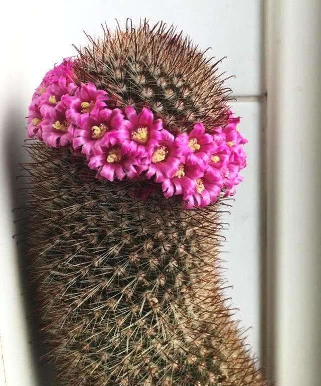 101仙人球,101个仙人球品种