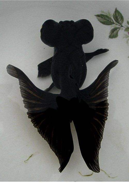 新手养金鱼品种首选,新手养金鱼什么品种好养