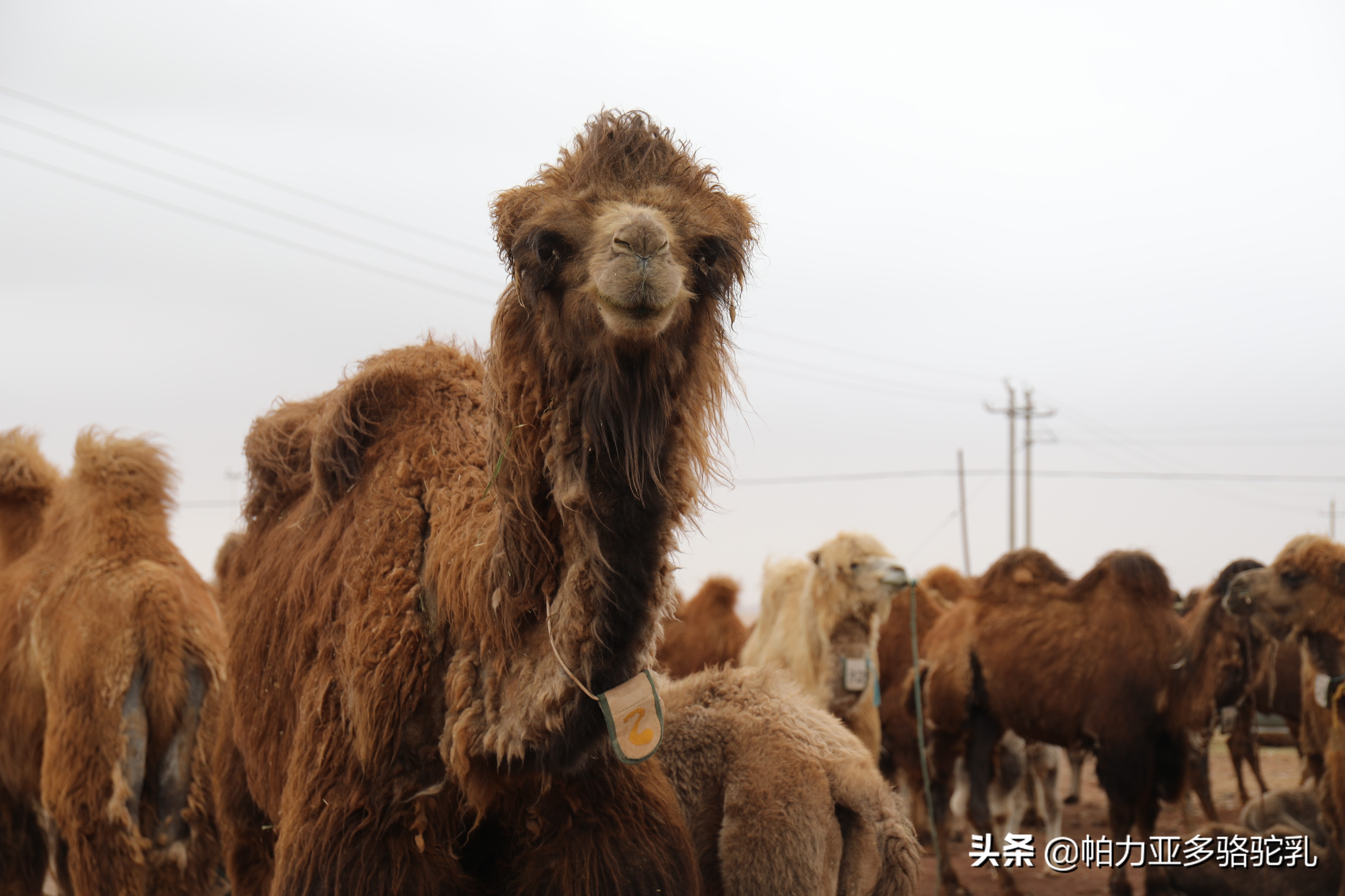 骆驼奶粉品牌,骆驼奶粉品牌排名前十名