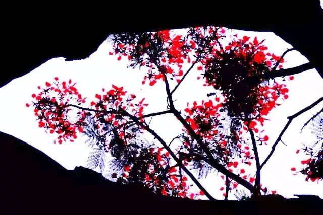 毕业季的凤凰花和栀子花,毕业季凤凰花开的时候