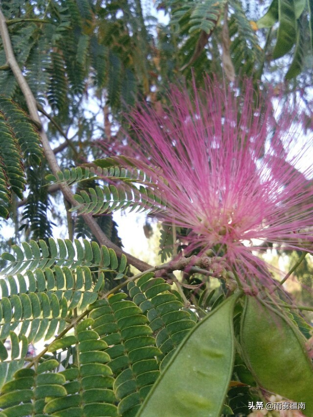 读古诗词，赏阿图什*欢合**花