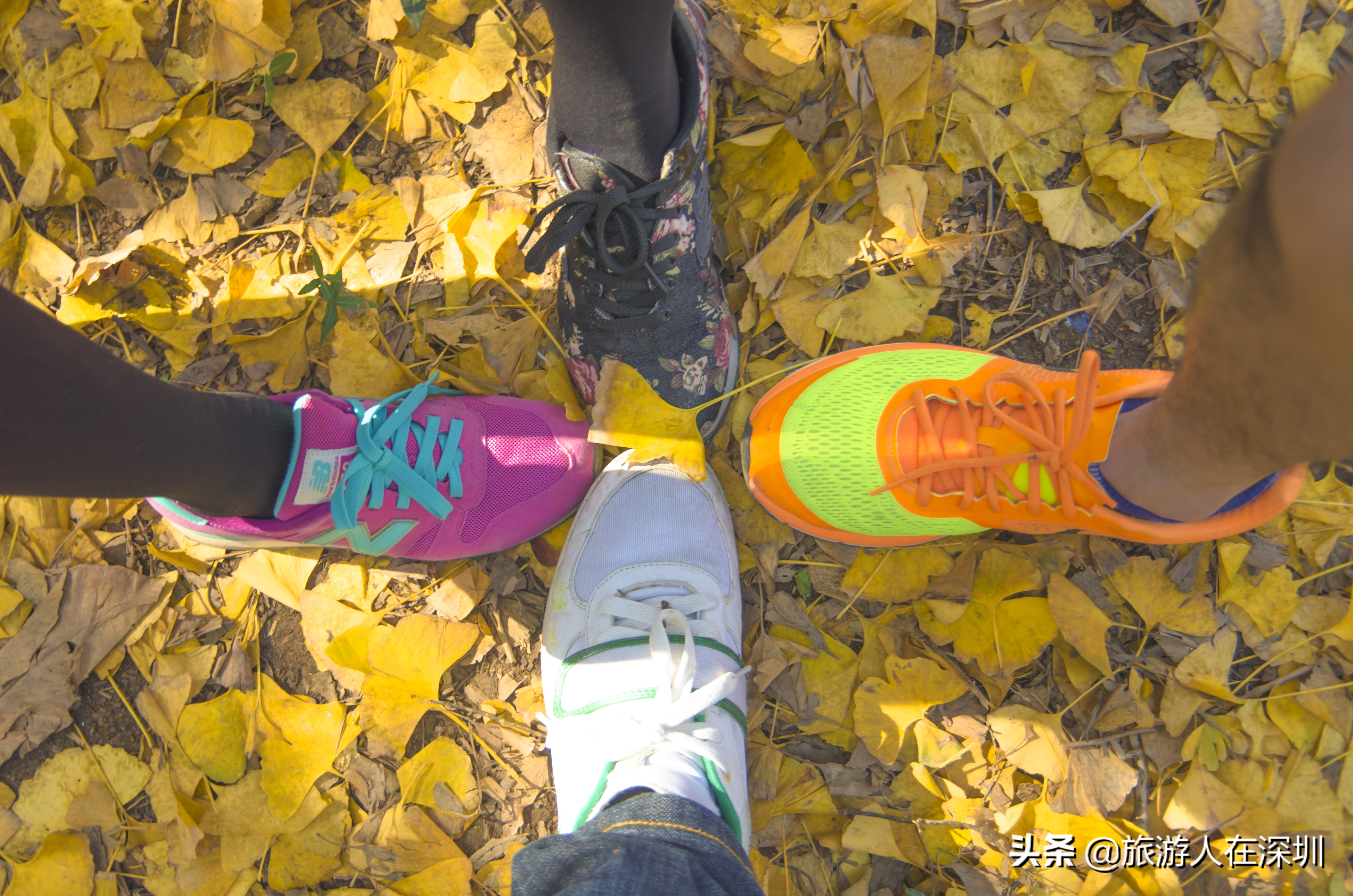 南雄看银杏一日游,去南雄看银杏叶哪里好看点