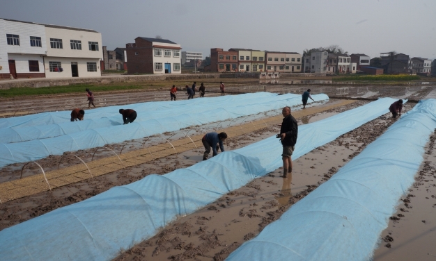 水稻育秧阶段问题及解决方案,水稻育苗稀了怎么办