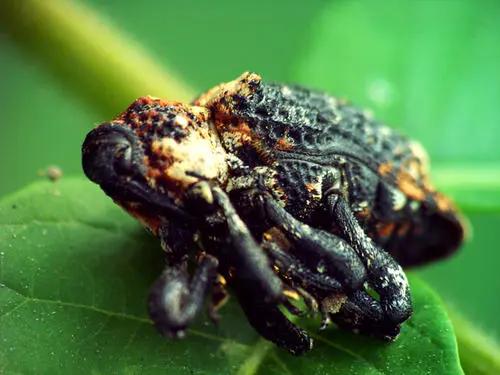 国外网友分享的动植物昆虫笔记,北方常见的昆虫科普知识大全集