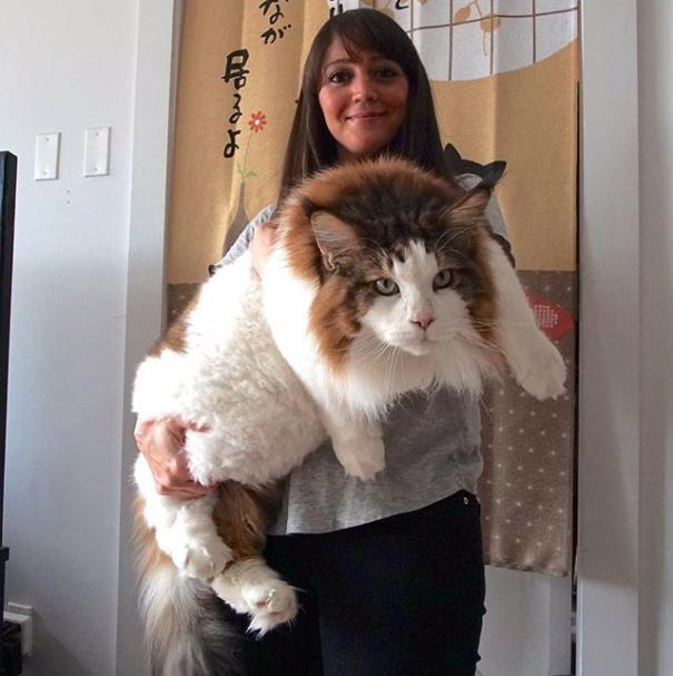 巨型缅因猫和普通猫对比,缅因猫最大能达到多少千克