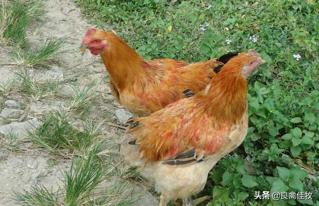 冬季鸡舍温度低怎么开风机,青年鸡冬季鸡舍的最佳温度