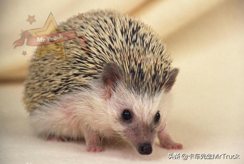 怎么养好宠物刺猬,如何一直养宠物刺猬