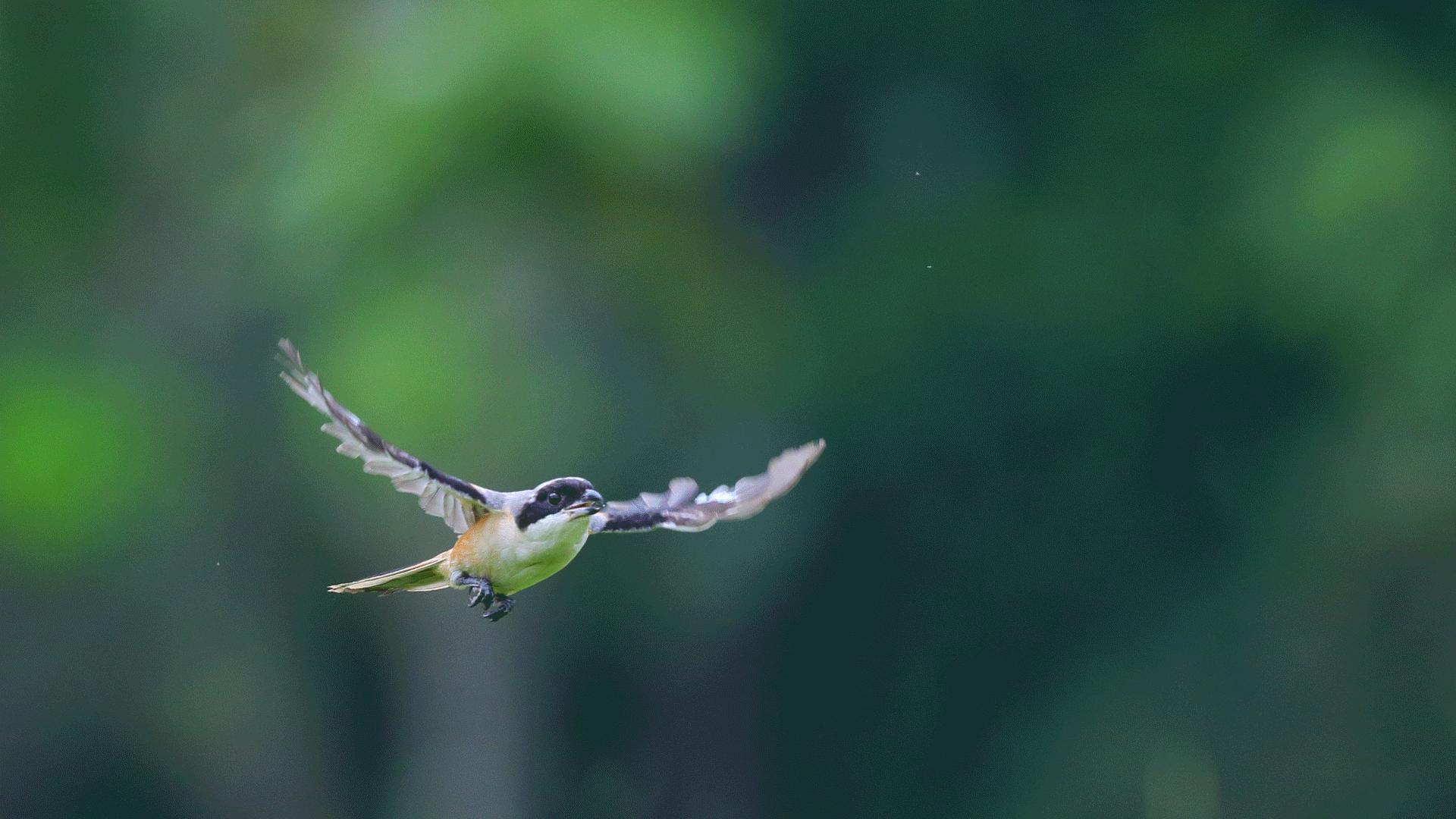 用摄影照片组成的动画