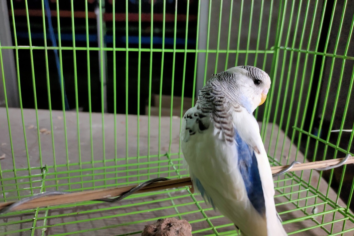 虎皮鹦鹉一共几种颜色,虎皮鹦鹉哪个品种最聪明