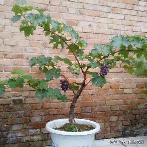 阳台种葡萄的种植方法,阳台葡萄种植技术大全