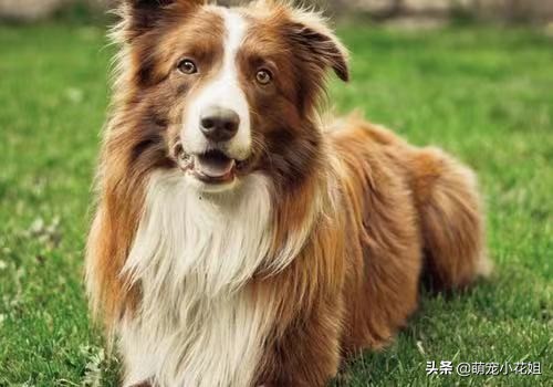 狗狗癫痫无法确诊,辟谣狗狗真的不能喝牛奶吗