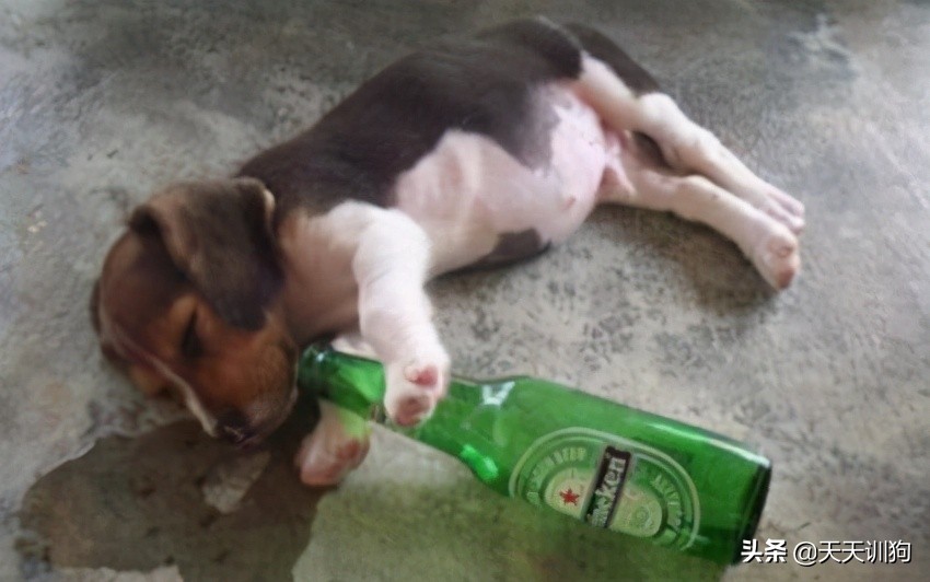 狗狗也能吃雪糕吗,狗狗可以喝啤酒吗
