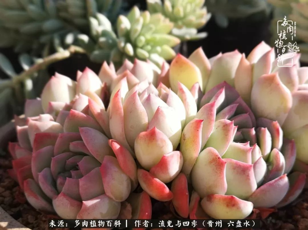 养多肉这几点新手必要知道,在养多肉的路上越走越远