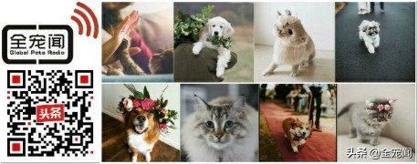 外耳道炎能自愈吗,狗狗外耳炎怎么治疗