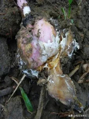 百合虫害的防治方法,百合病虫防治和管理