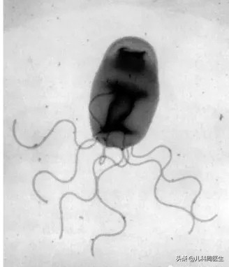 被小猫挠伤需要打疫苗吗,被猫挠了出血了需要打疫苗吗