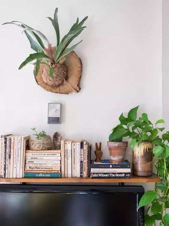 置爱|植物1.0是种在盆儿里的,植物2.0都趴在墙上的