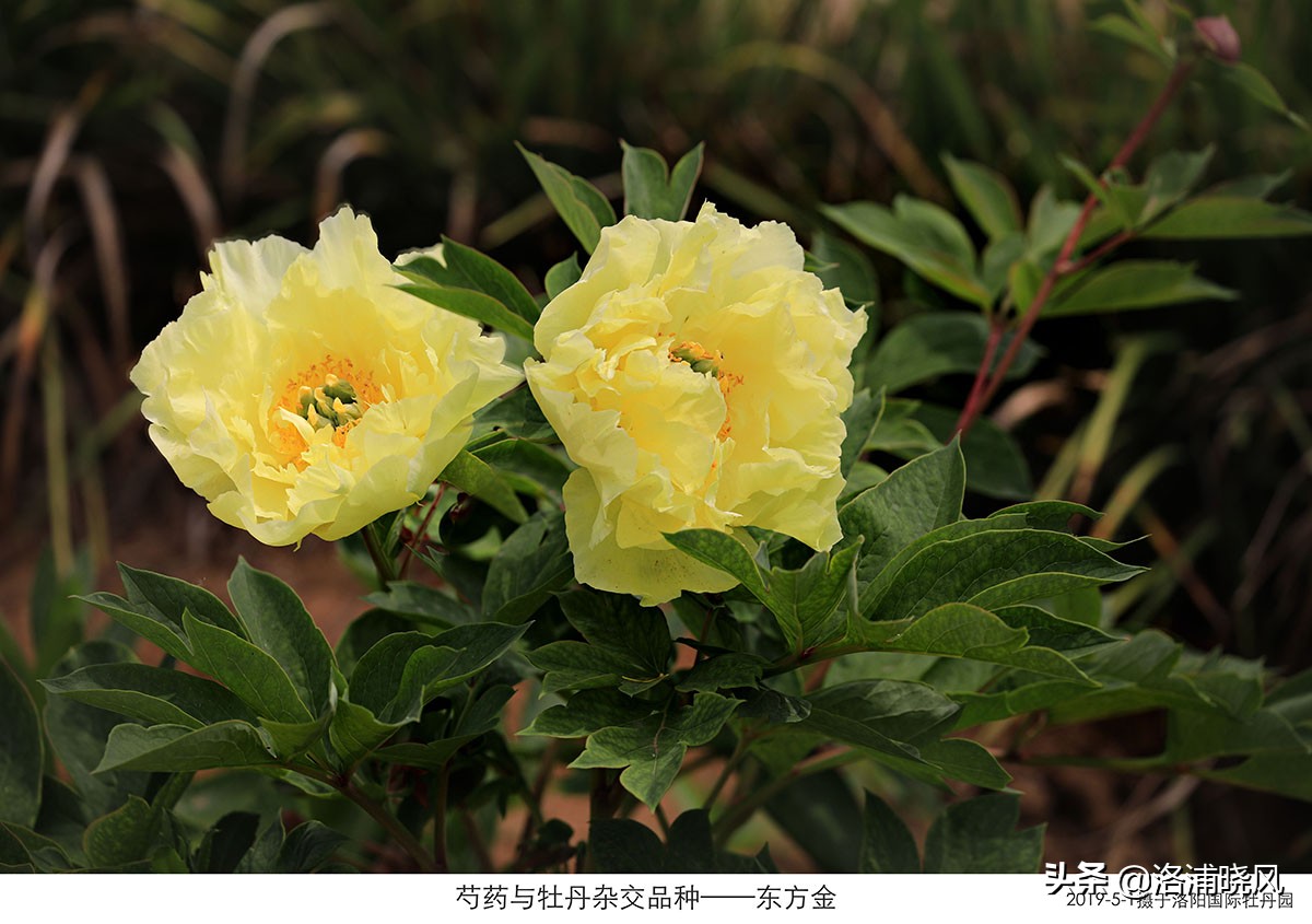 大院绿化的回忆——顺便看看院里的芍药定个究竟有多少种？