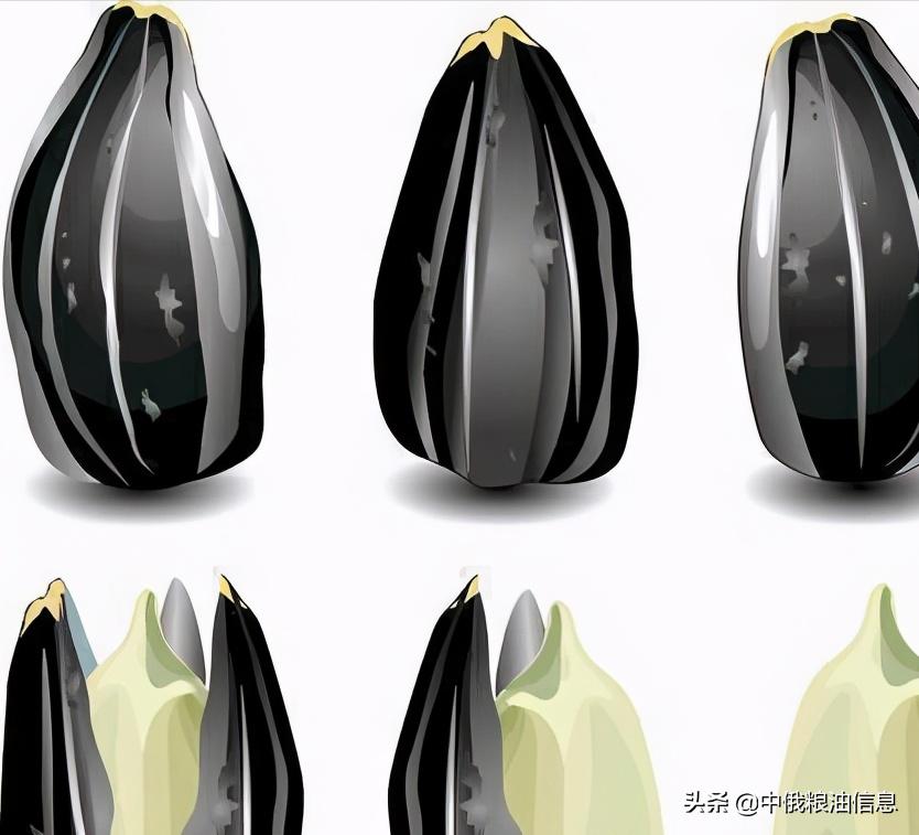 俄罗斯顿河葵花籽油,葵花籽油菜籽油俄罗斯