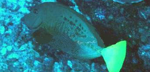 十大最好看的观赏鱼图片大全,十种最漂亮的观赏鱼图片