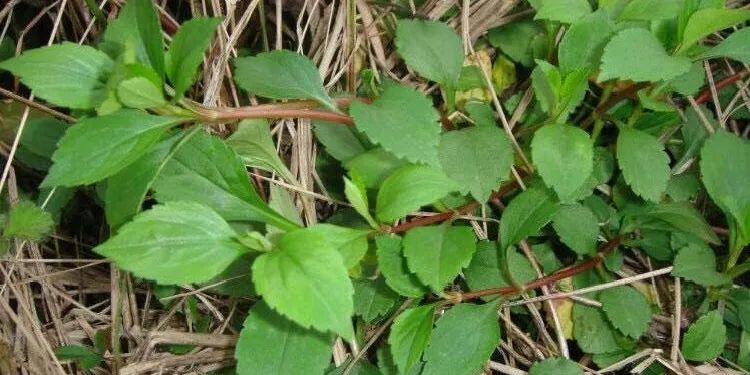 春季除湿食疗,春季除湿气