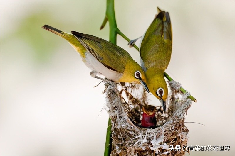 笼养鸟为什么易生病,笼养鸟肠胃炎怎么治