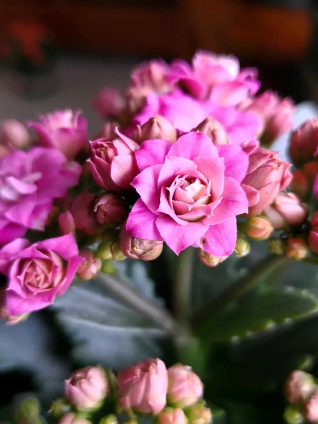 长寿花，寓意好、开花漂亮，花期长，品种多达300个