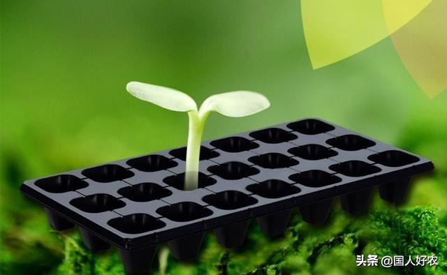 贝贝南瓜高产的秘密,金贝贝南瓜成长过程