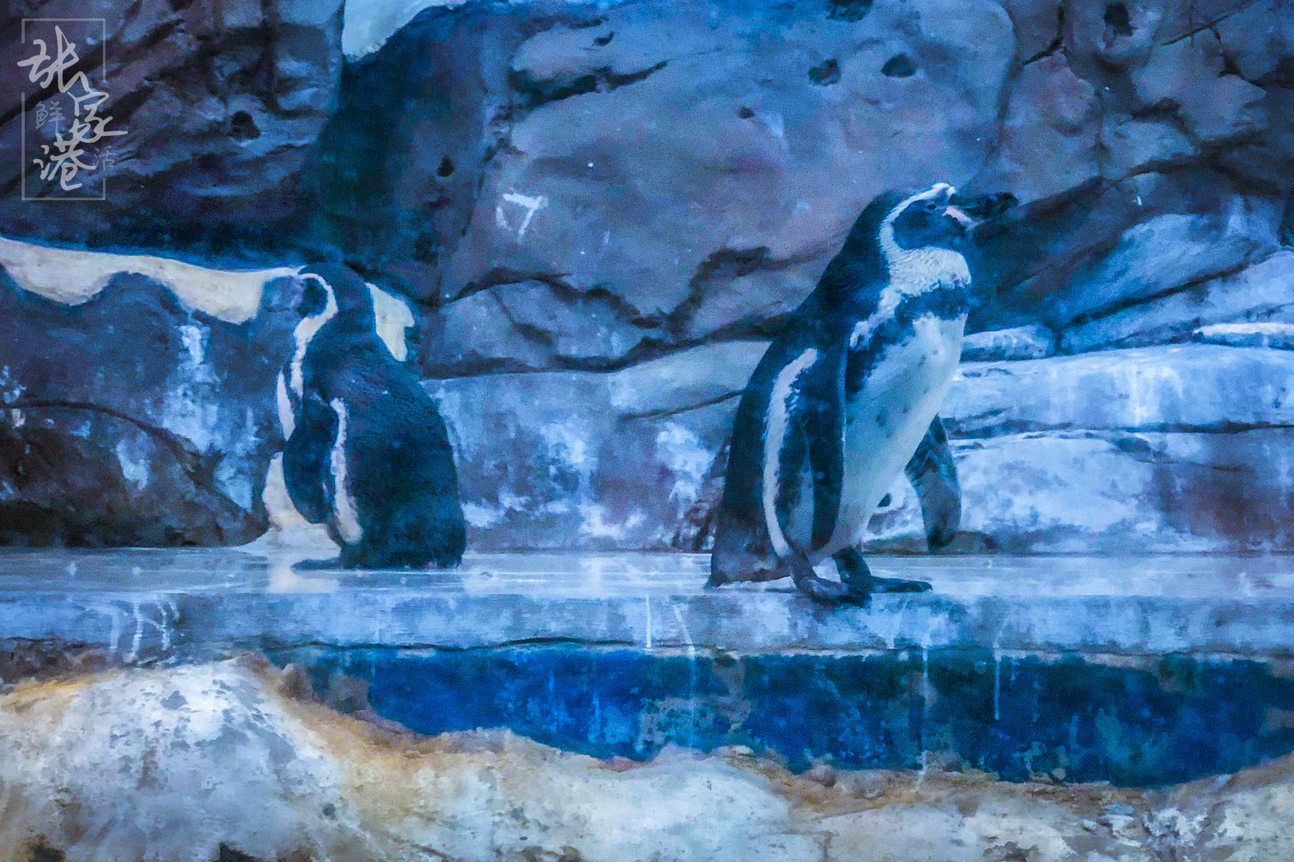 张家港的这座商场里竟然藏了这么大的海洋馆，一天电费高达一万元